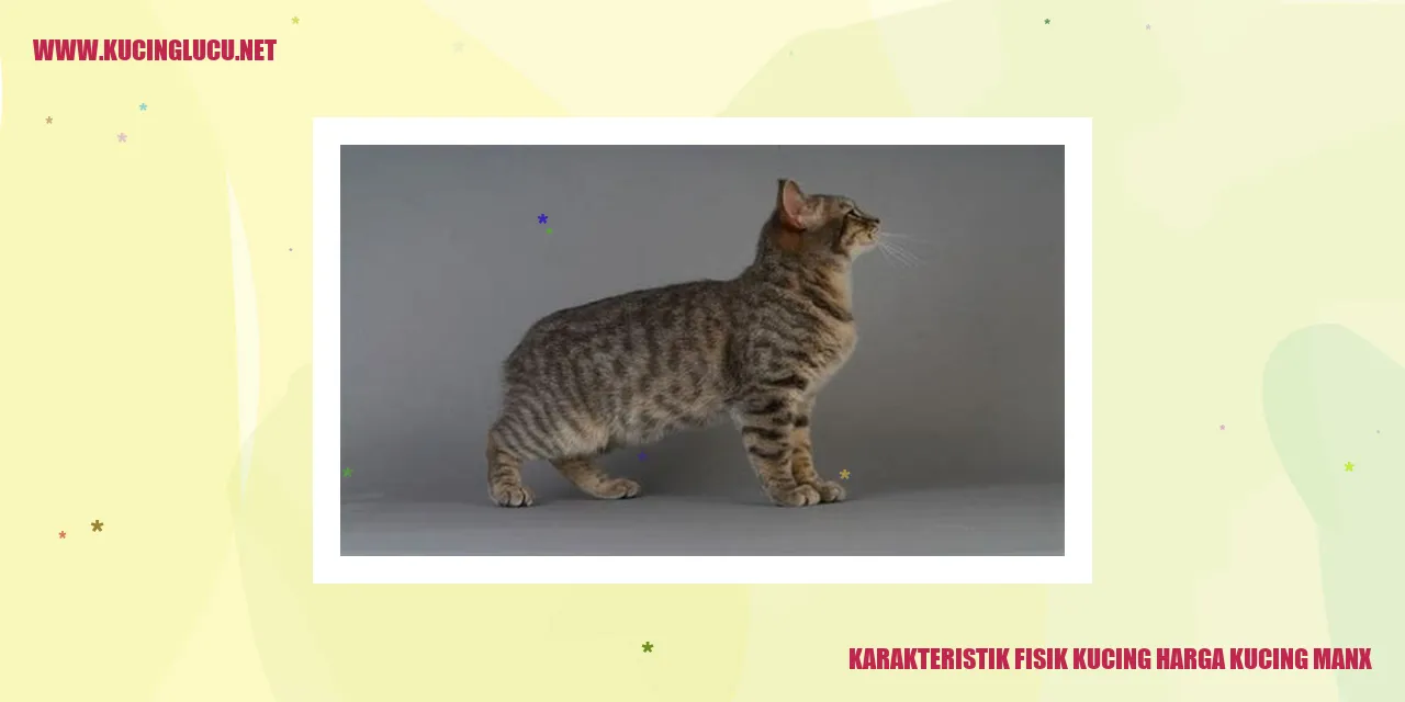 Karakteristik Fisik Kucing harga kucing Manx