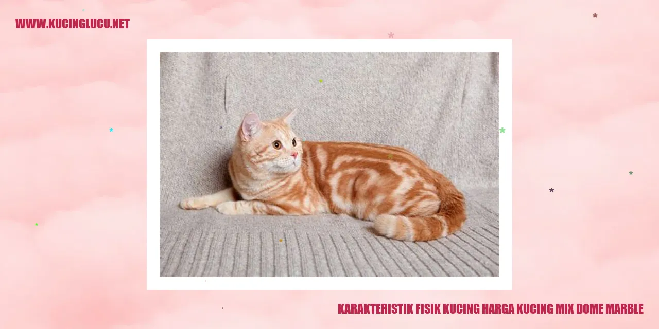 Karakteristik Fisik Kucing Harga Kucing Mix Dome Marble