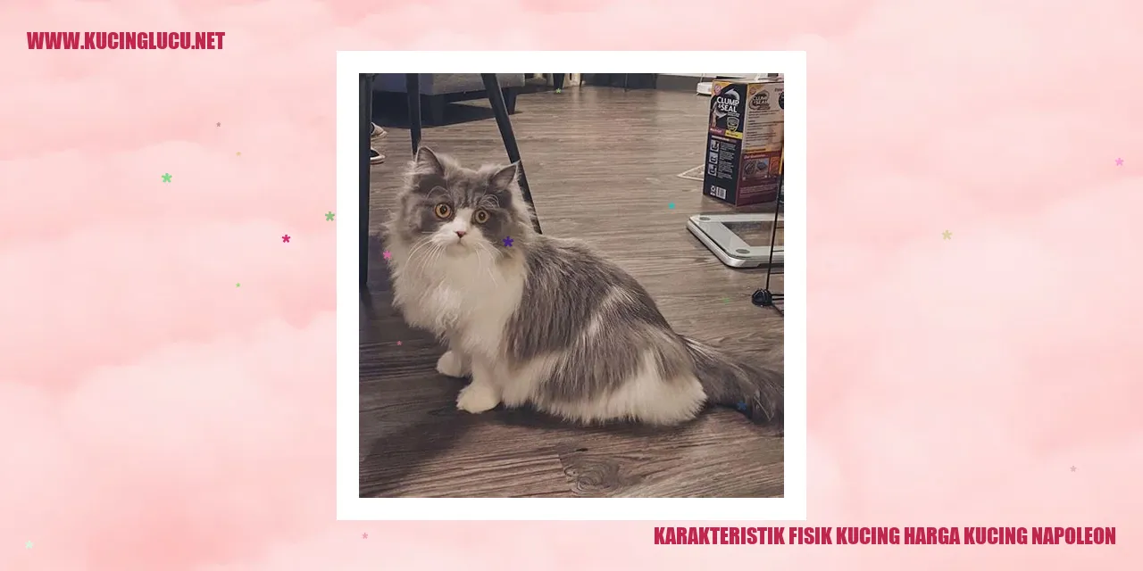 Karakteristik Fisik Kucing harga kucing napoleon
