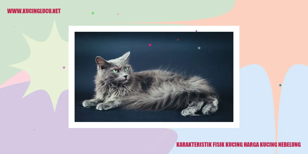 Karakteristik Fisik Kucing Nebelung