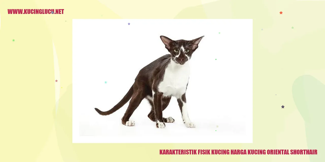 Karakteristik Fisik Kucing Oriental Shorthair