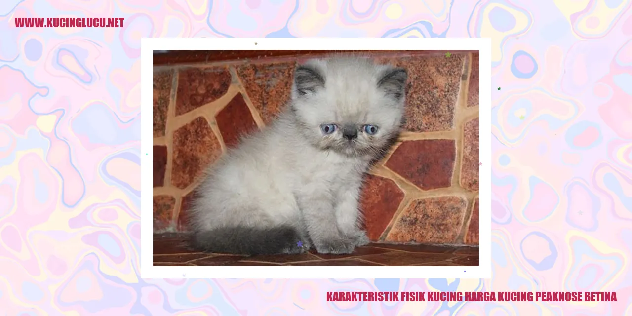 Karakteristik Fisik Kucing Peaknose Betina