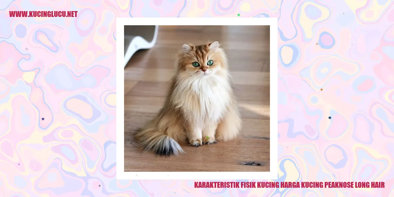 Gambar Kucing Peakenose Long Hair