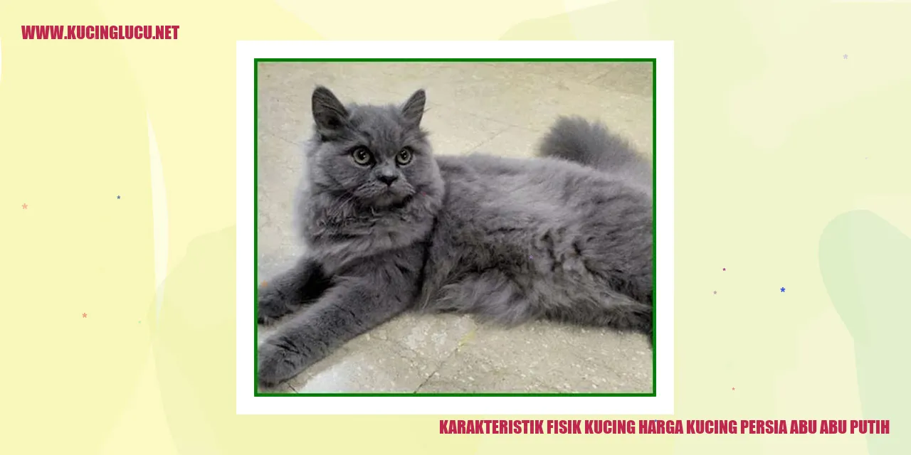 Karakteristik Fisik Kucing Persia Abu Abu Putih
