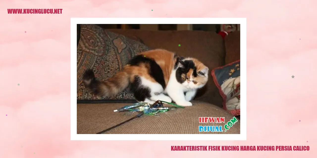 Kucing Persia Calico