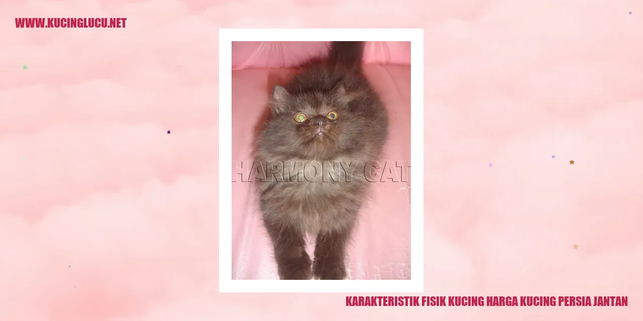 Karakteristik Fisik Kucing Persia Jantan