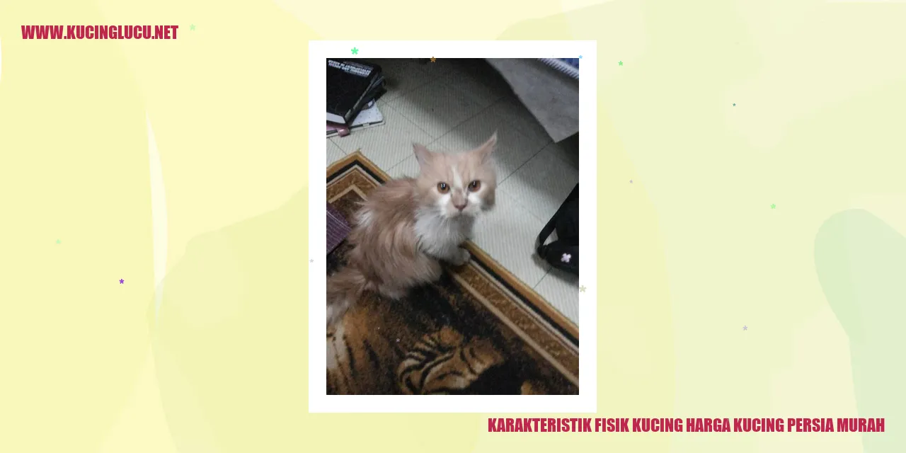 Kucing Persia dengan Harga Terjangkau