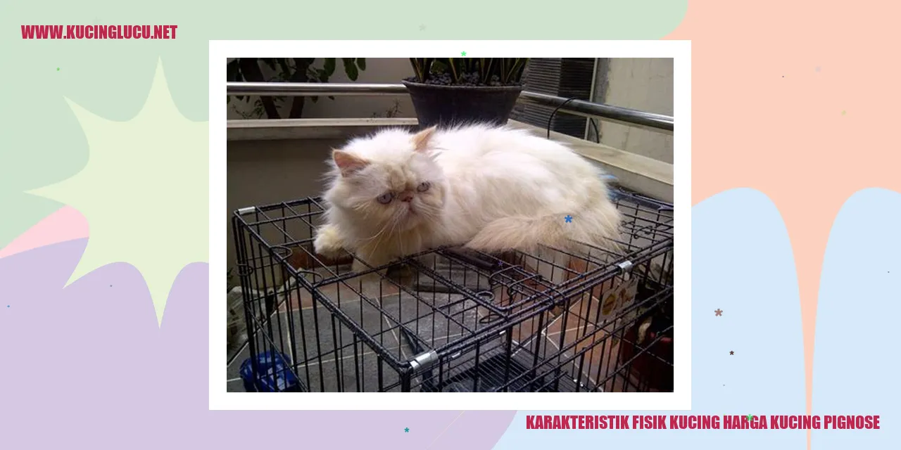 gambar kucing pignose
