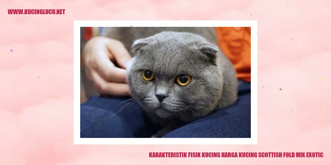Karakteristik Fisik Kucing Scottish Fold Mix Exotic