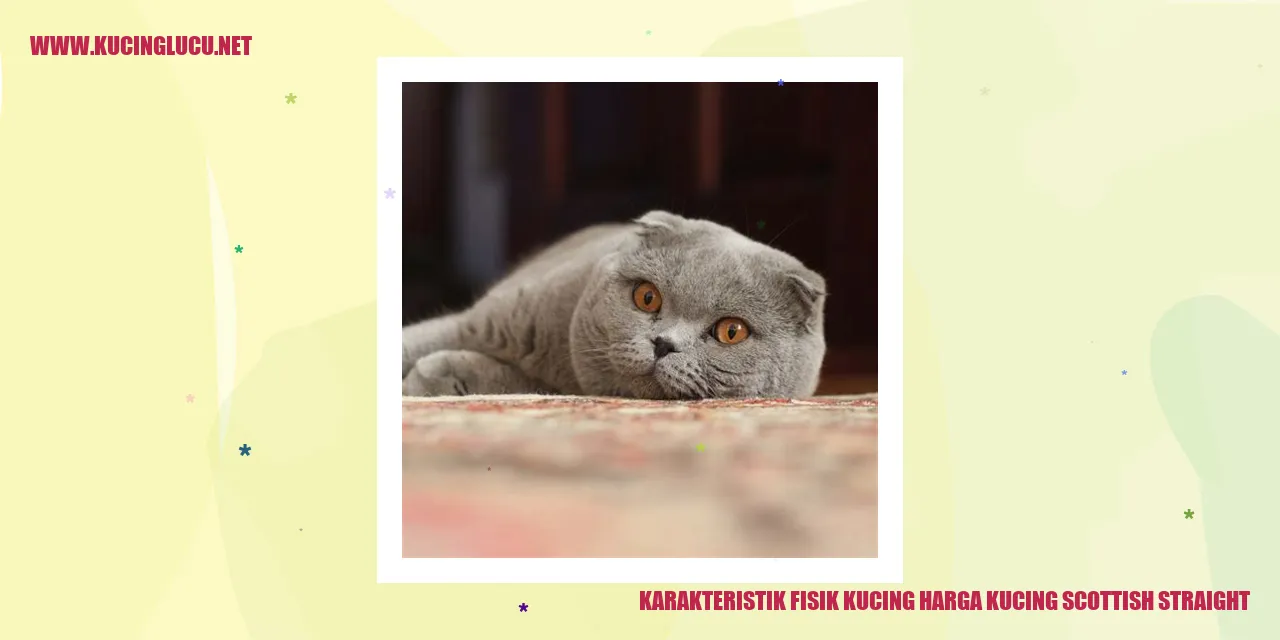 Karakteristik Fisik Kucing Scottish Straight