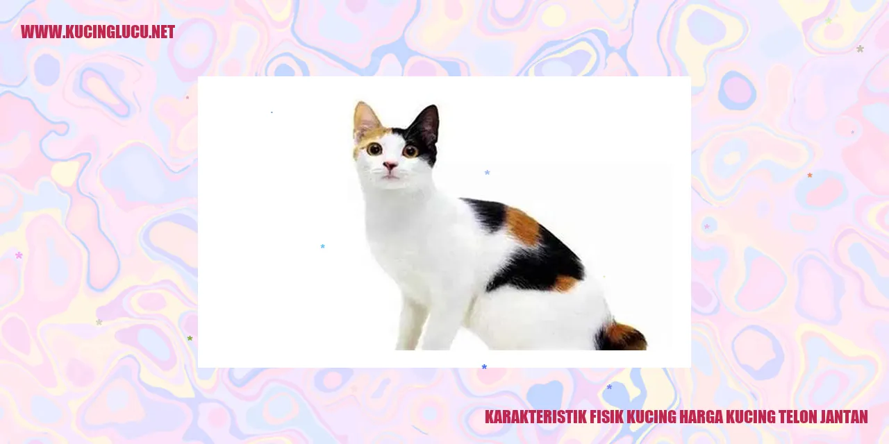 Karakteristik Fisik Kucing harga kucing telon jantan