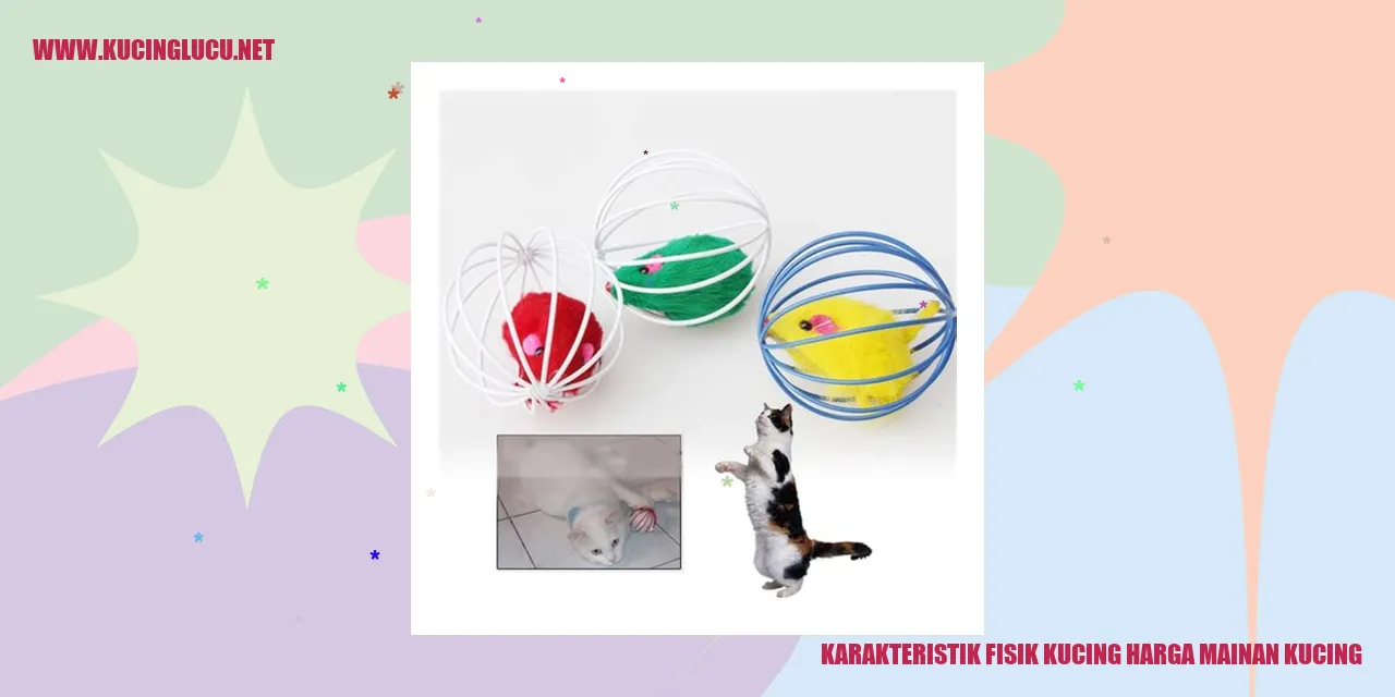Gambar Karakteristik Fisik Kucing dan Mainan Kucing