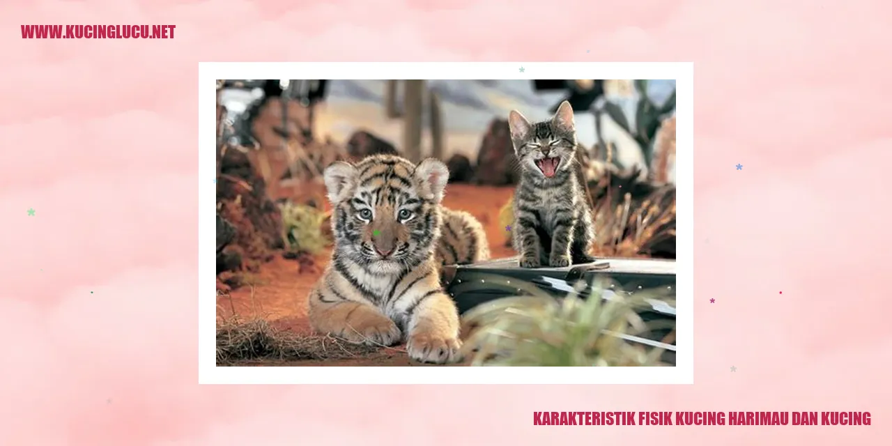 Karakteristik Fisik Kucing harimau dan kucing