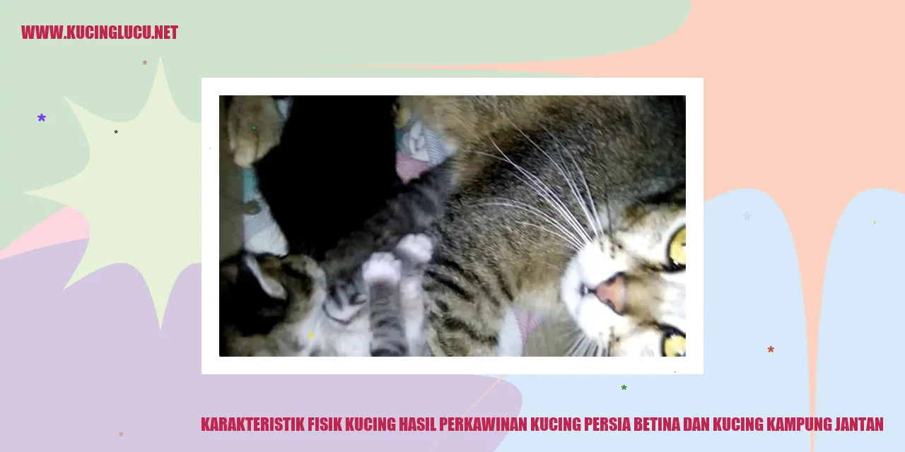 Karakteristik Fisik Kucing hasil perkawinan kucing persia betina dan kucing kampung jantan