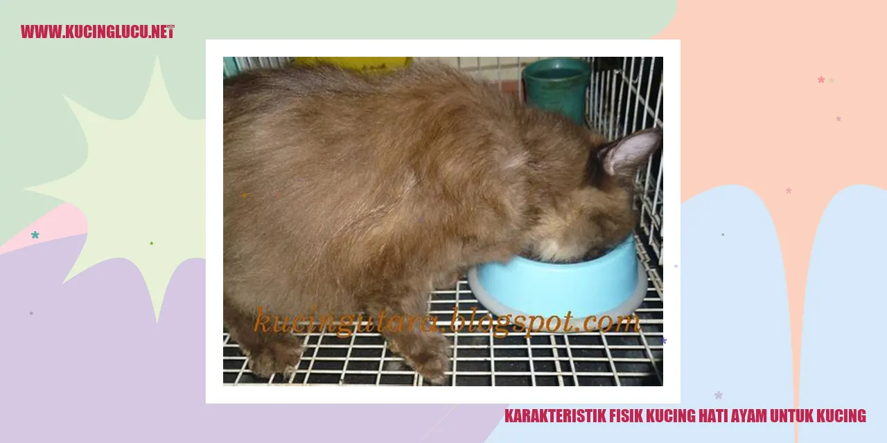 Karakteristik Fisik Kucing Hati Ayam untuk Kucing
