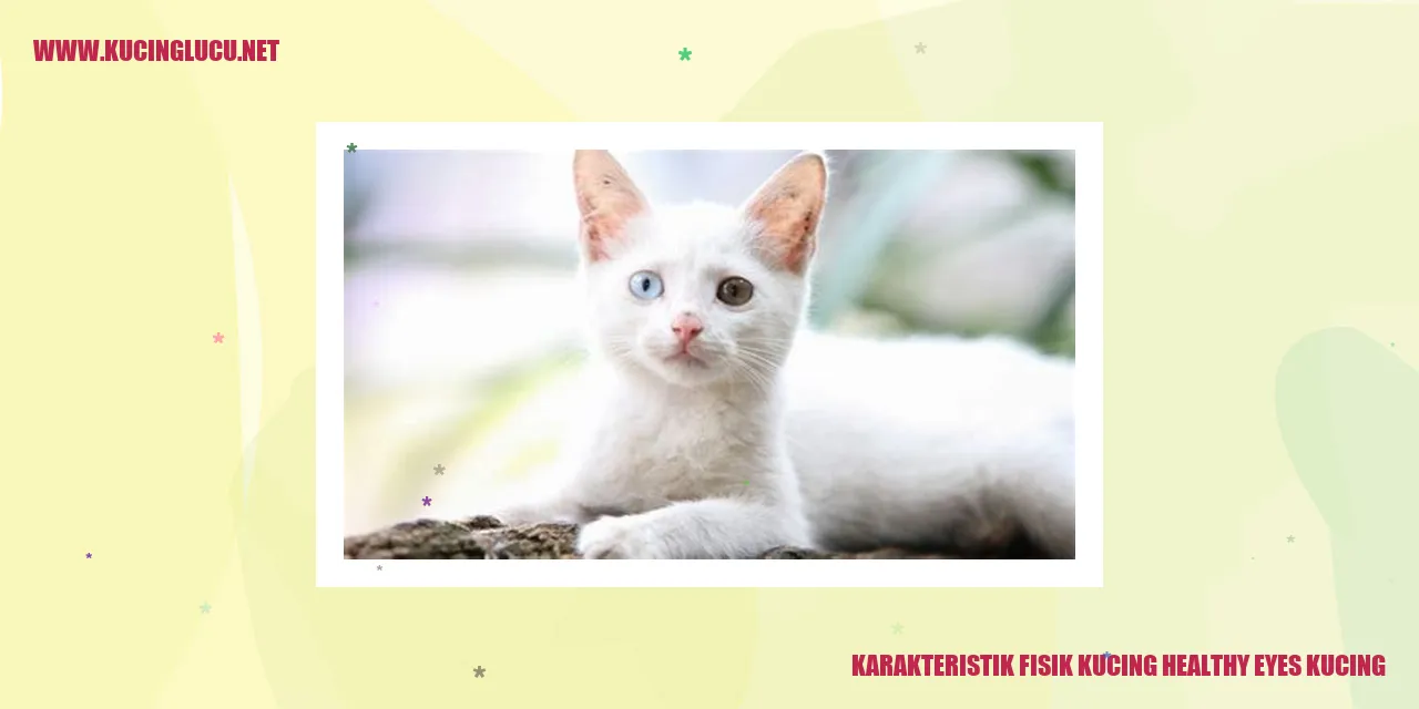gambar kucing dengan mata sehat
