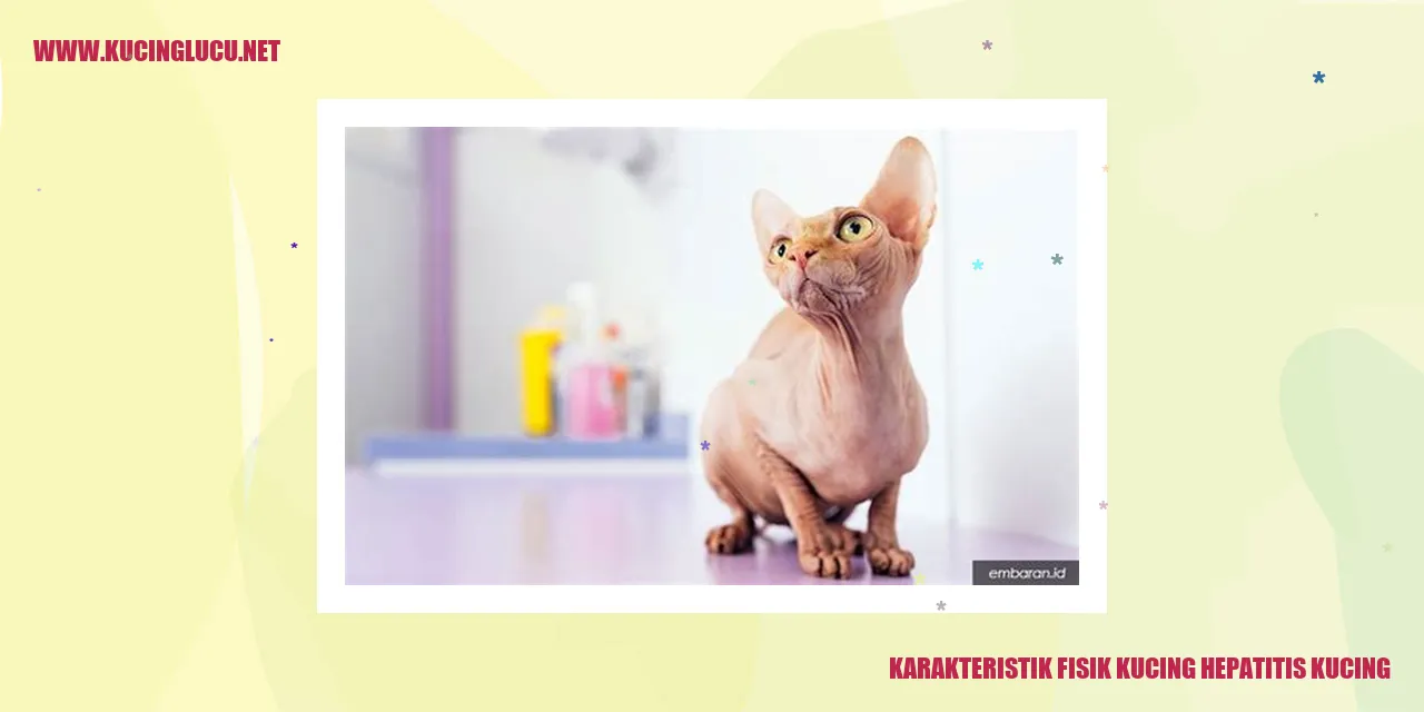 Kucing Hepatitis Kucing