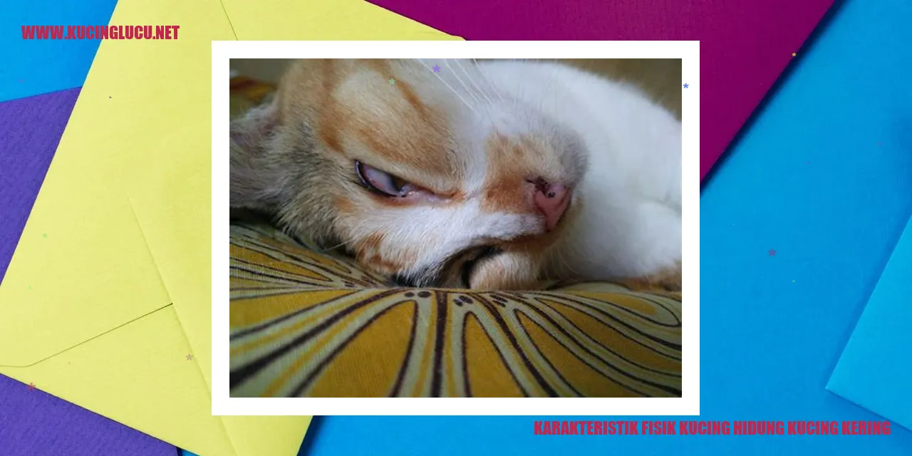 Kucing dengan Hidung Kering