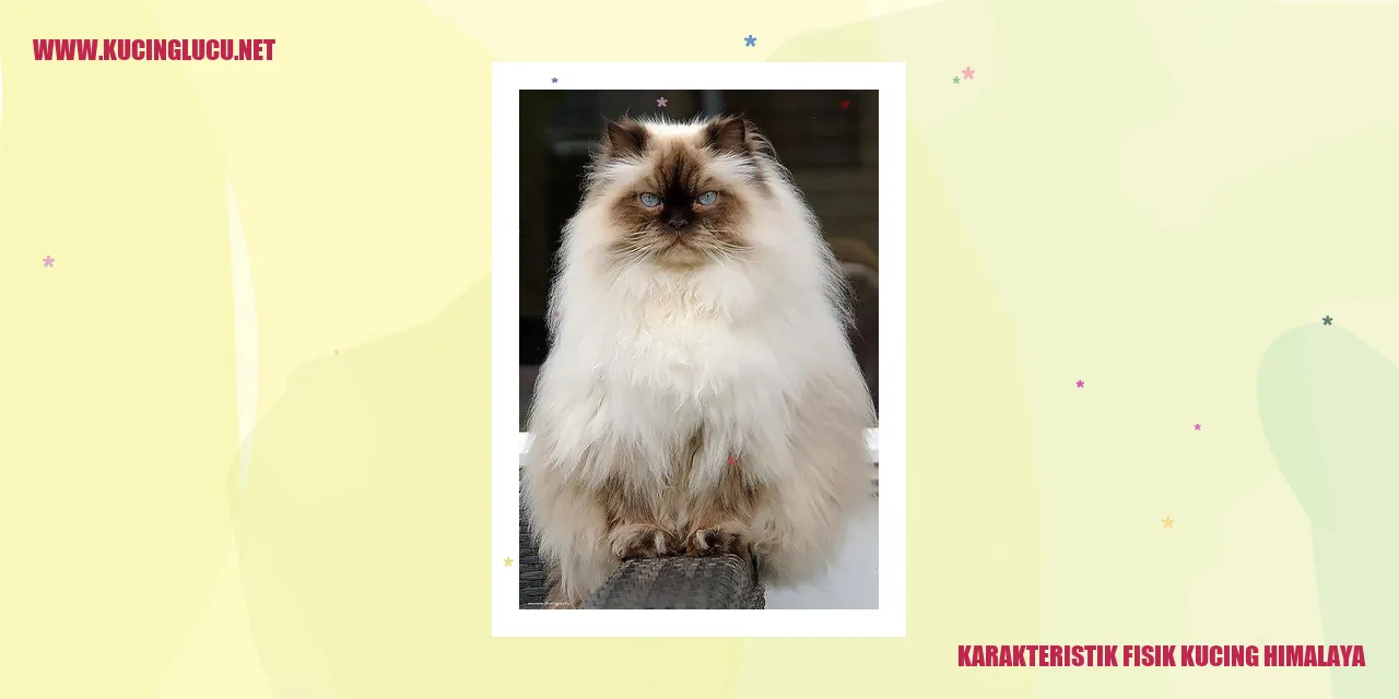 Karakteristik Fisik Kucing Himalaya