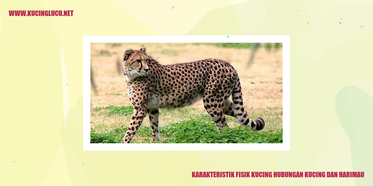 Gambar Kucing dan Harimau