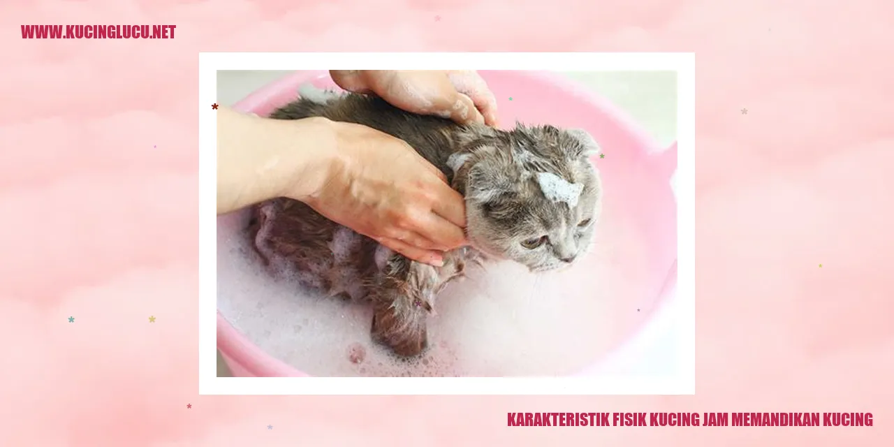 Gambar Kucing