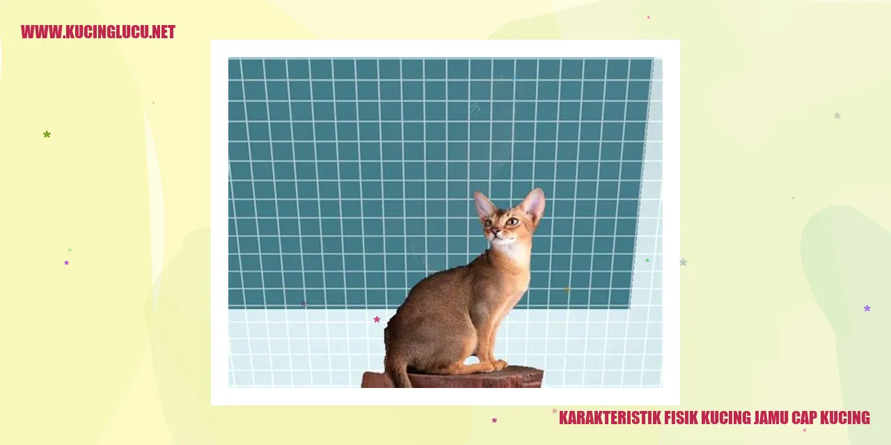 Karakteristik Fisik Kucing jamu cap kucing