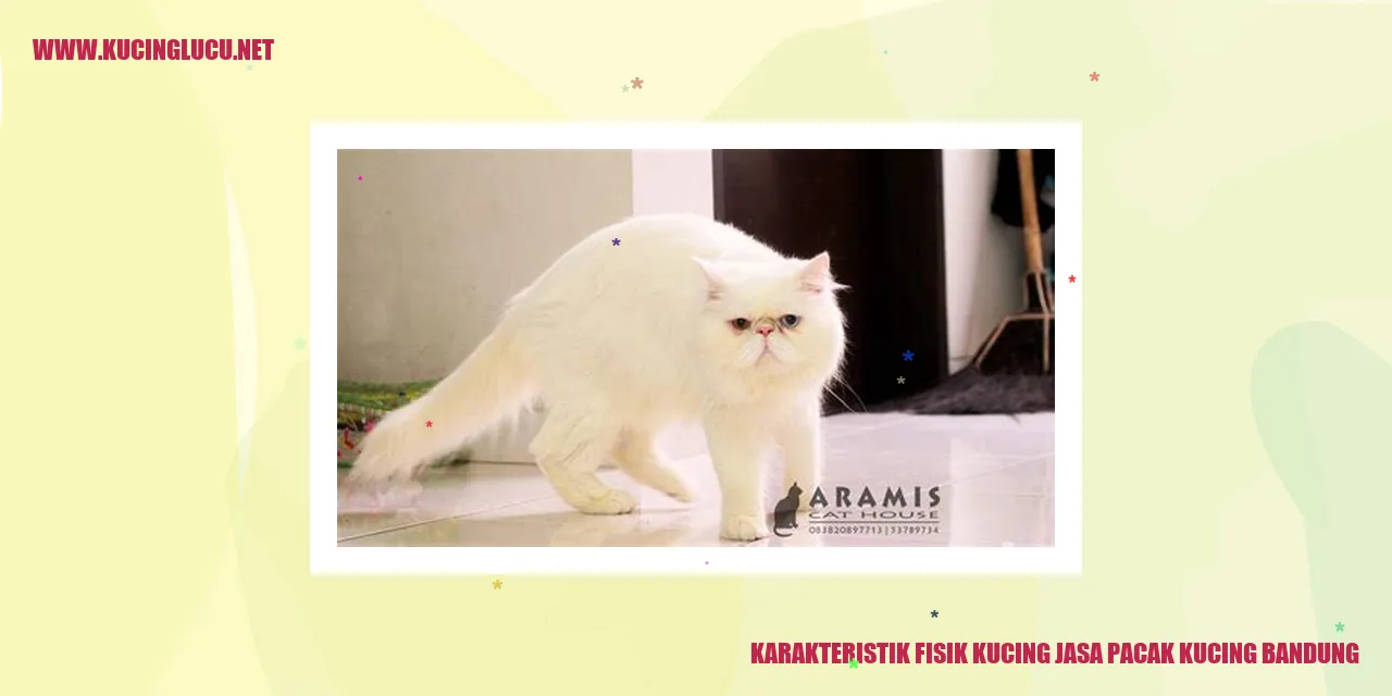 Karakteristik Fisik Kucing jasa pacak kucing bandung