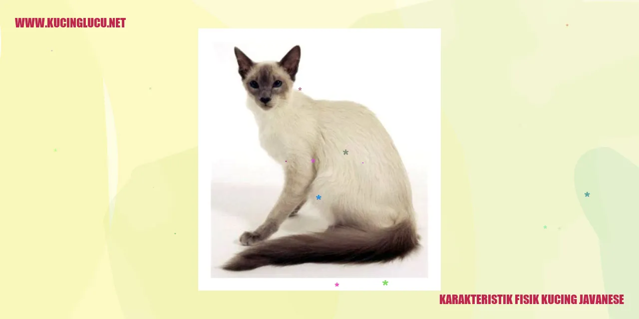 Kucing Javanese
