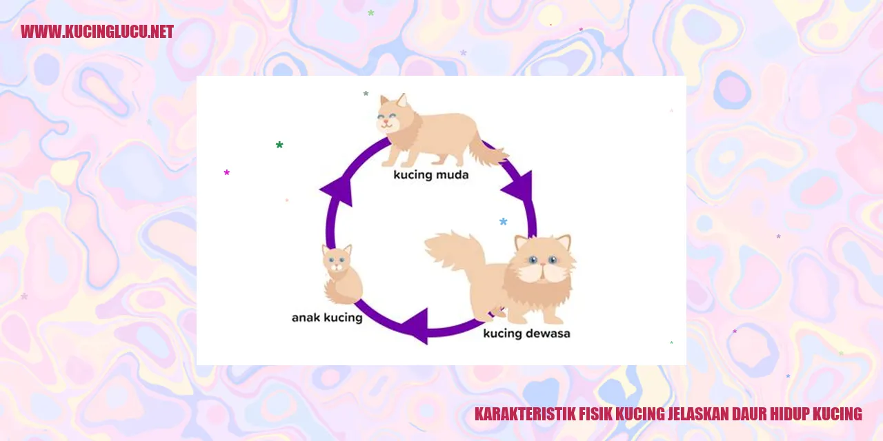 Kucing