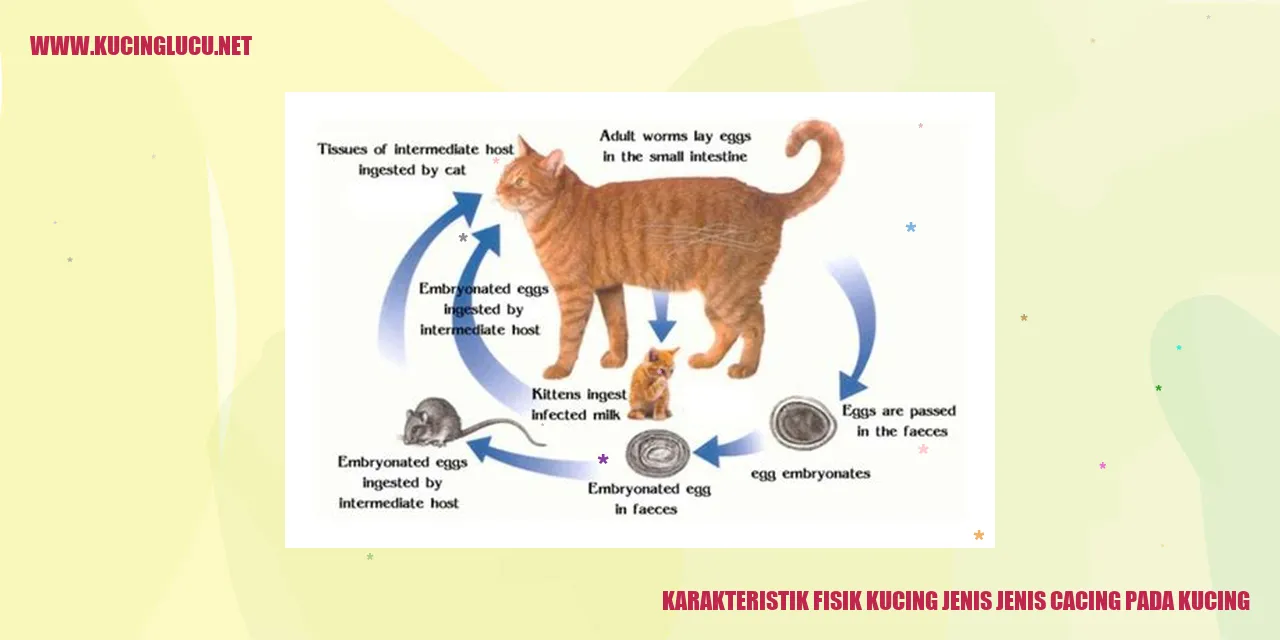 Gambar Karakteristik Fisik Kucing
