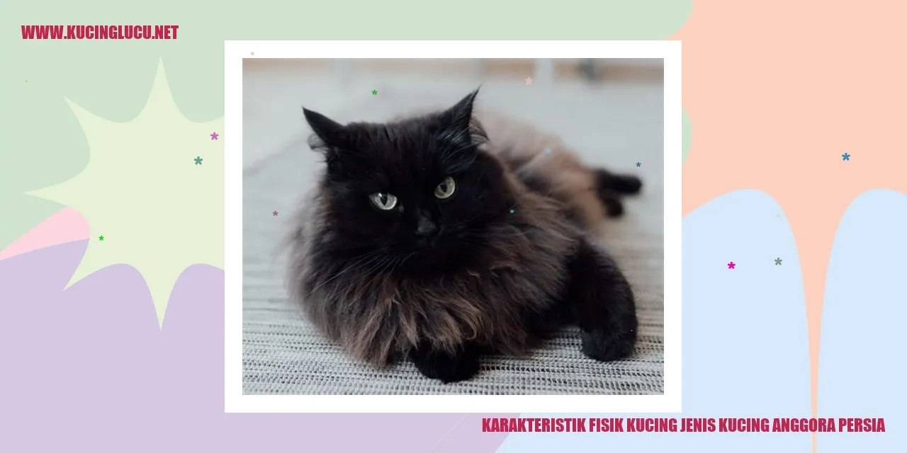Kucing Anggora Persia