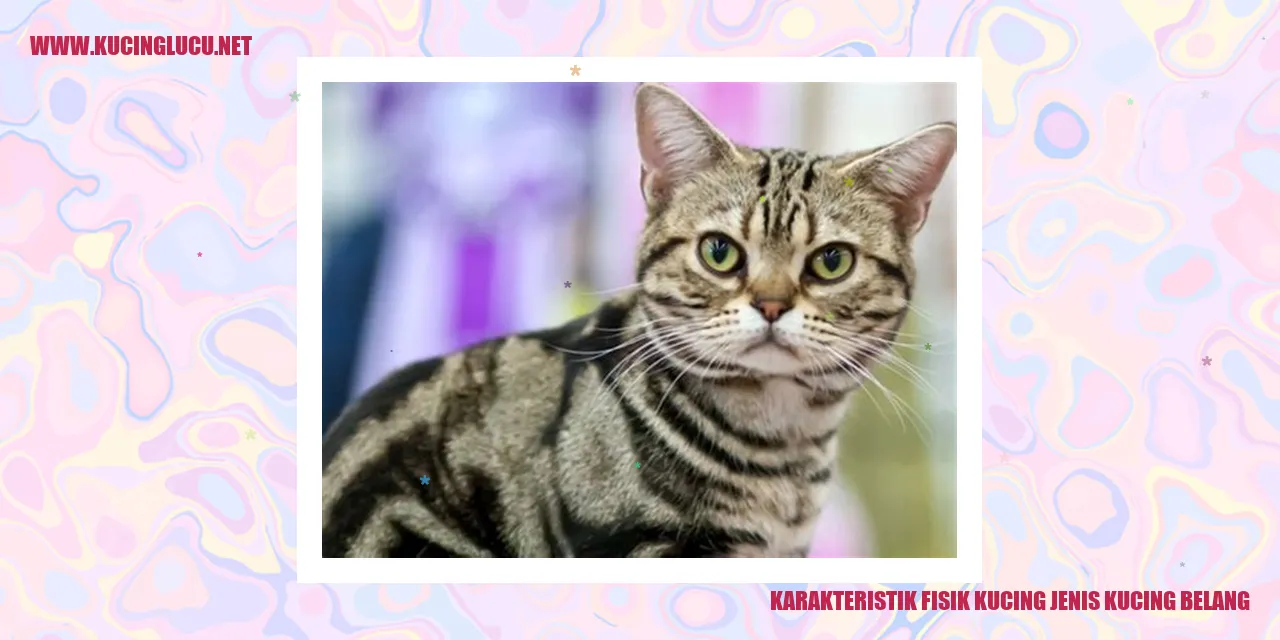 Karakteristik Fisik Kucing Belang