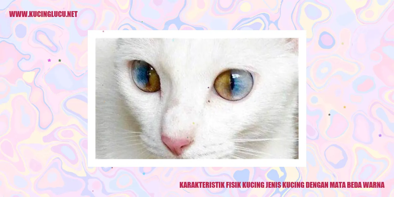 Kucing dengan Mata Beda Warna