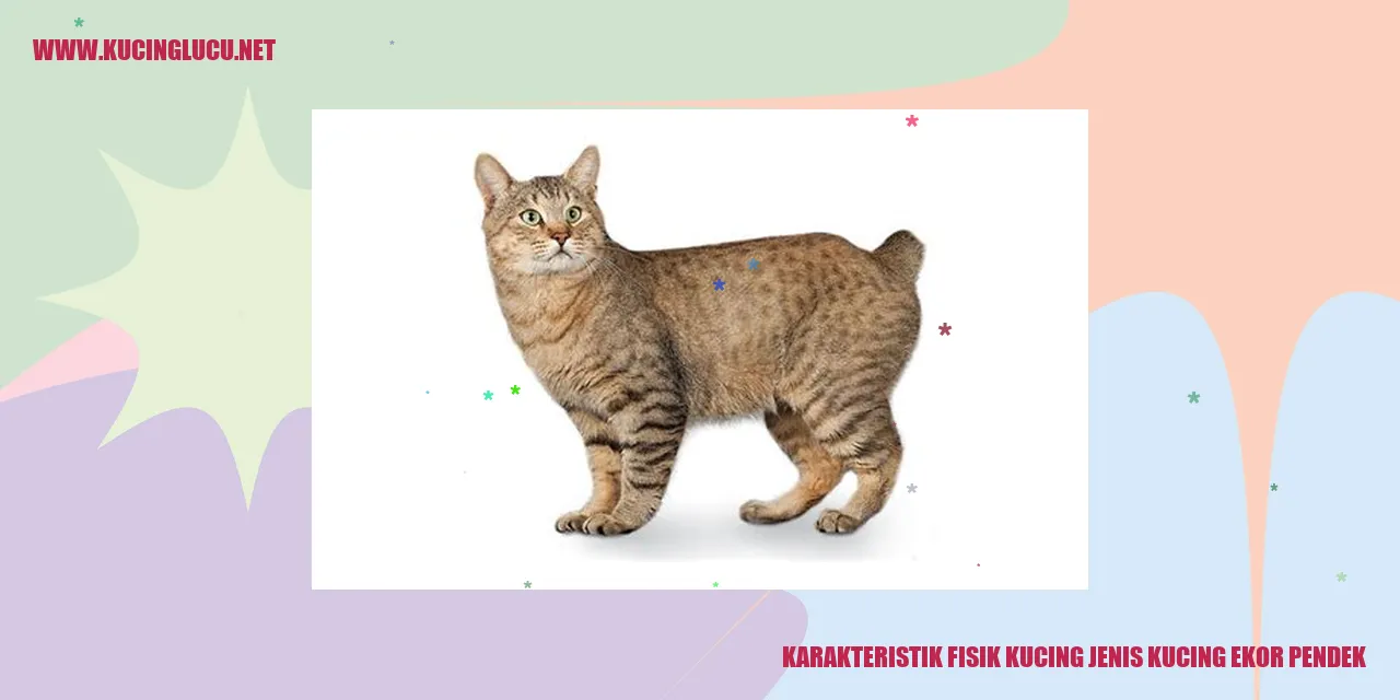 Gambar Kucing Ekor Pendek