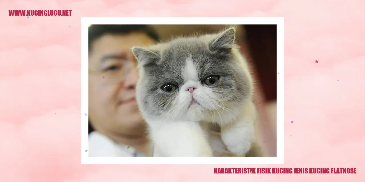 Karakteristik Fisik Kucing jenis kucing flatnose