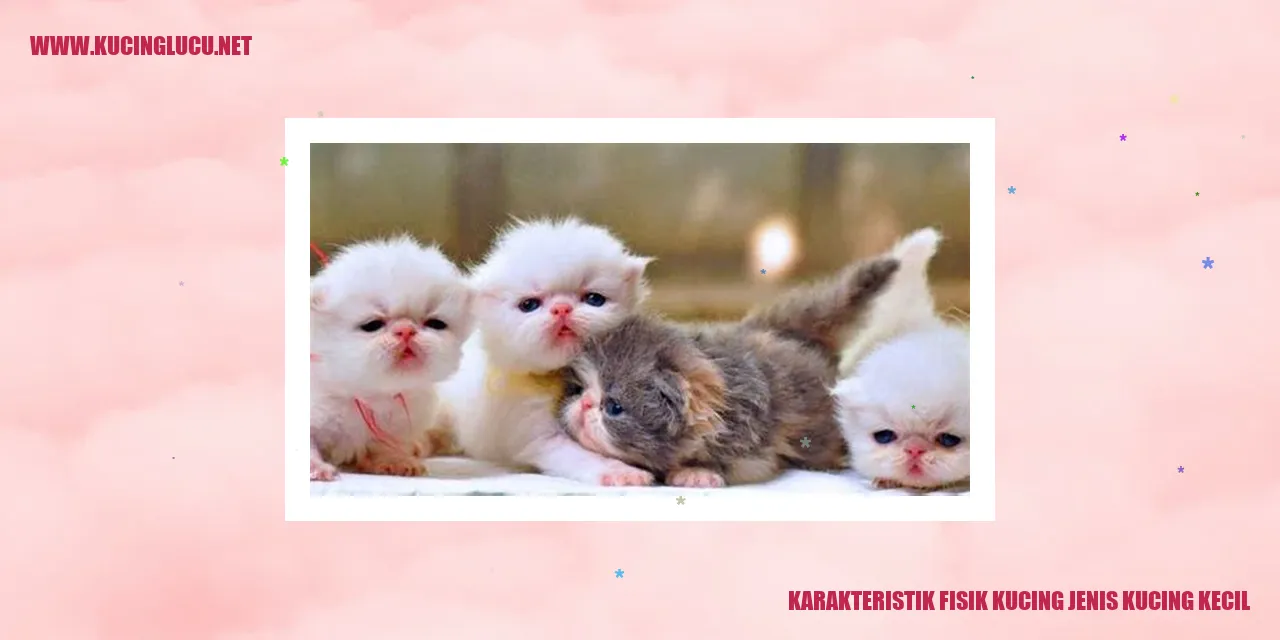 Karakteristik Fisik Kucing Jenis Kucing Kecil