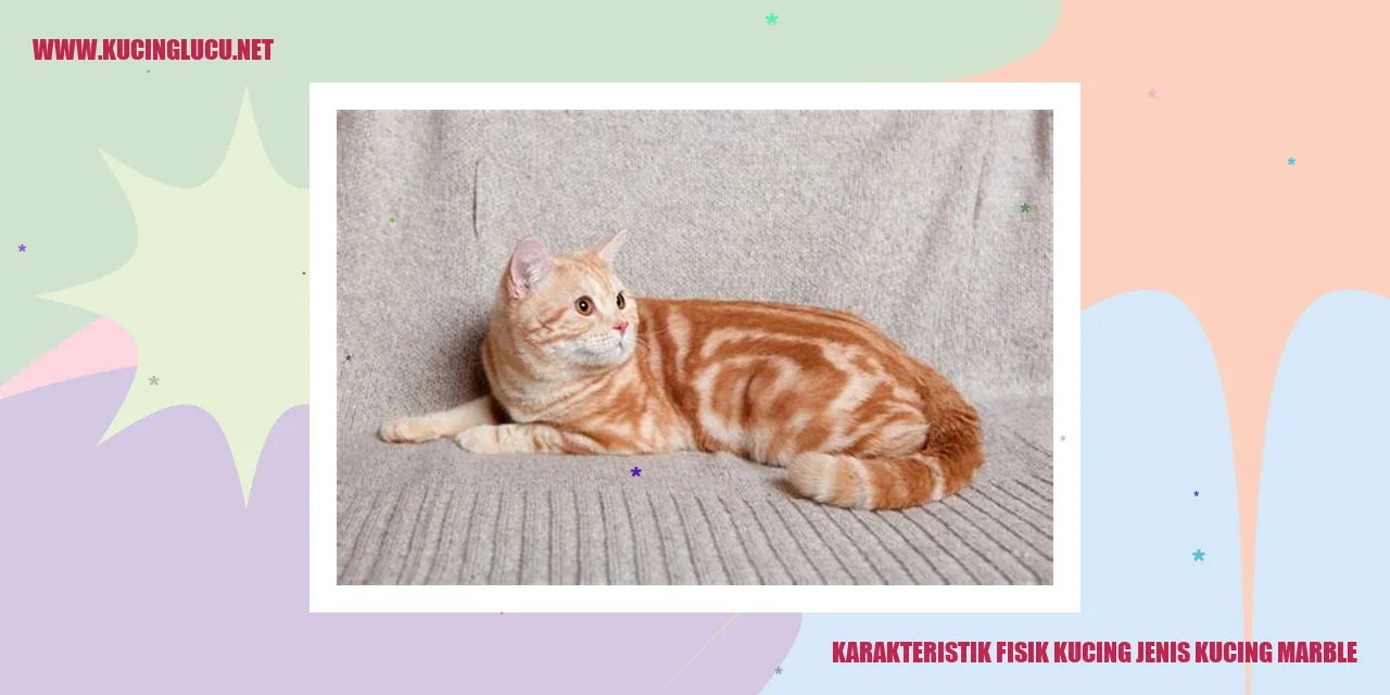 Kucing Marble