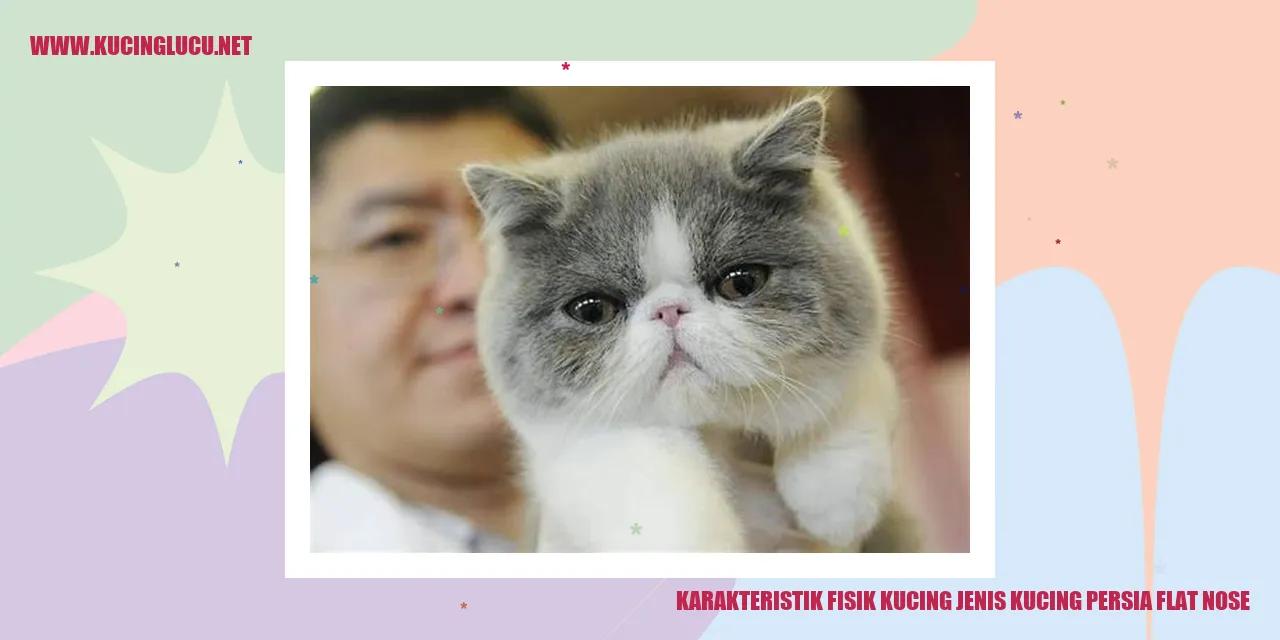 Kucing Persia Flat Nose