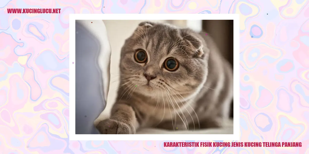 Kucing Berseru