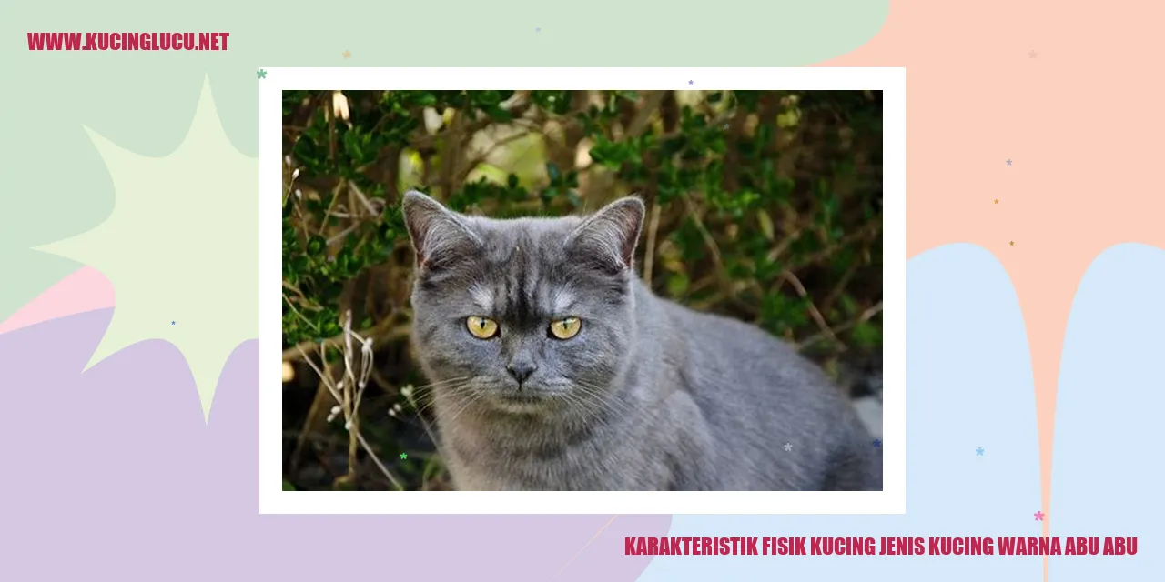 Karakteristik Fisik Kucing Abu-abu