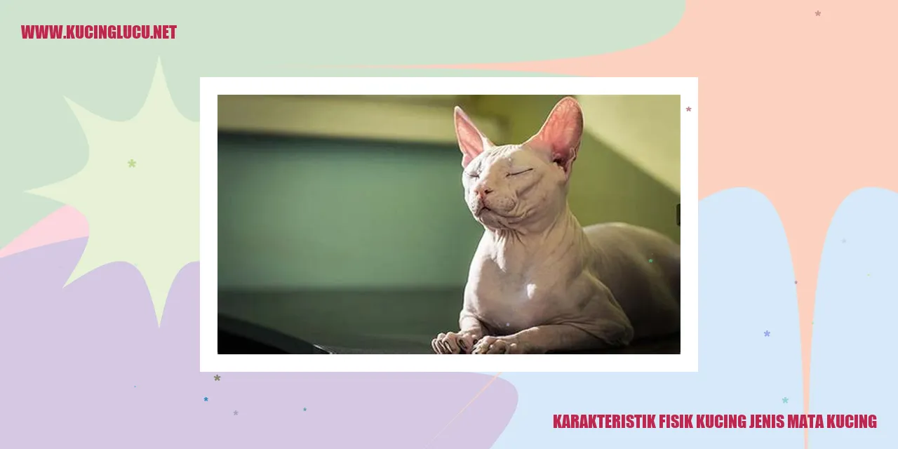 Karakteristik Fisik Kucing jenis mata kucing