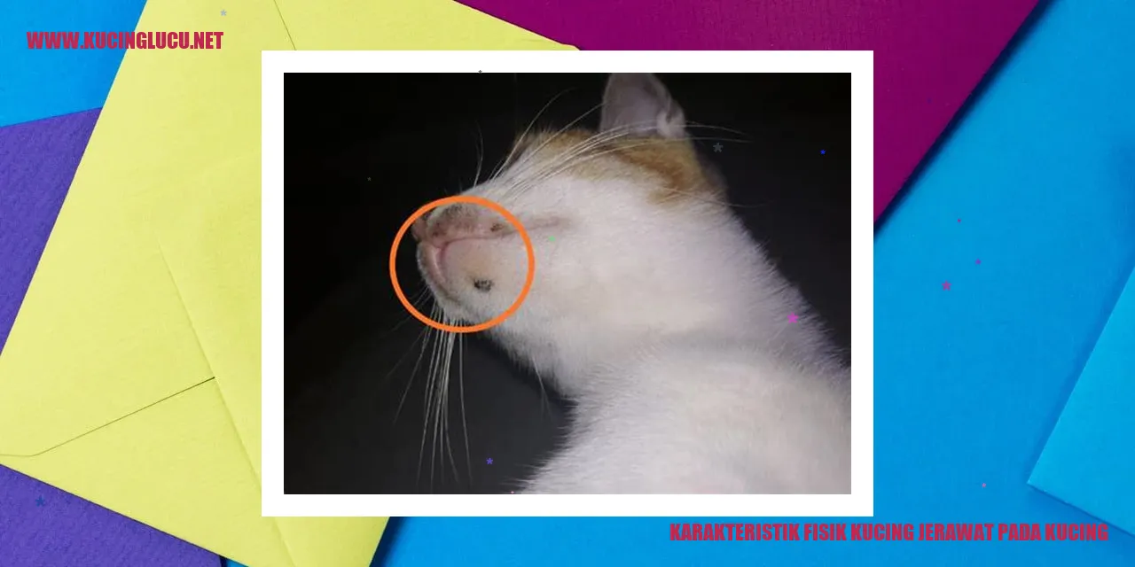 Kucing dengan jerawat