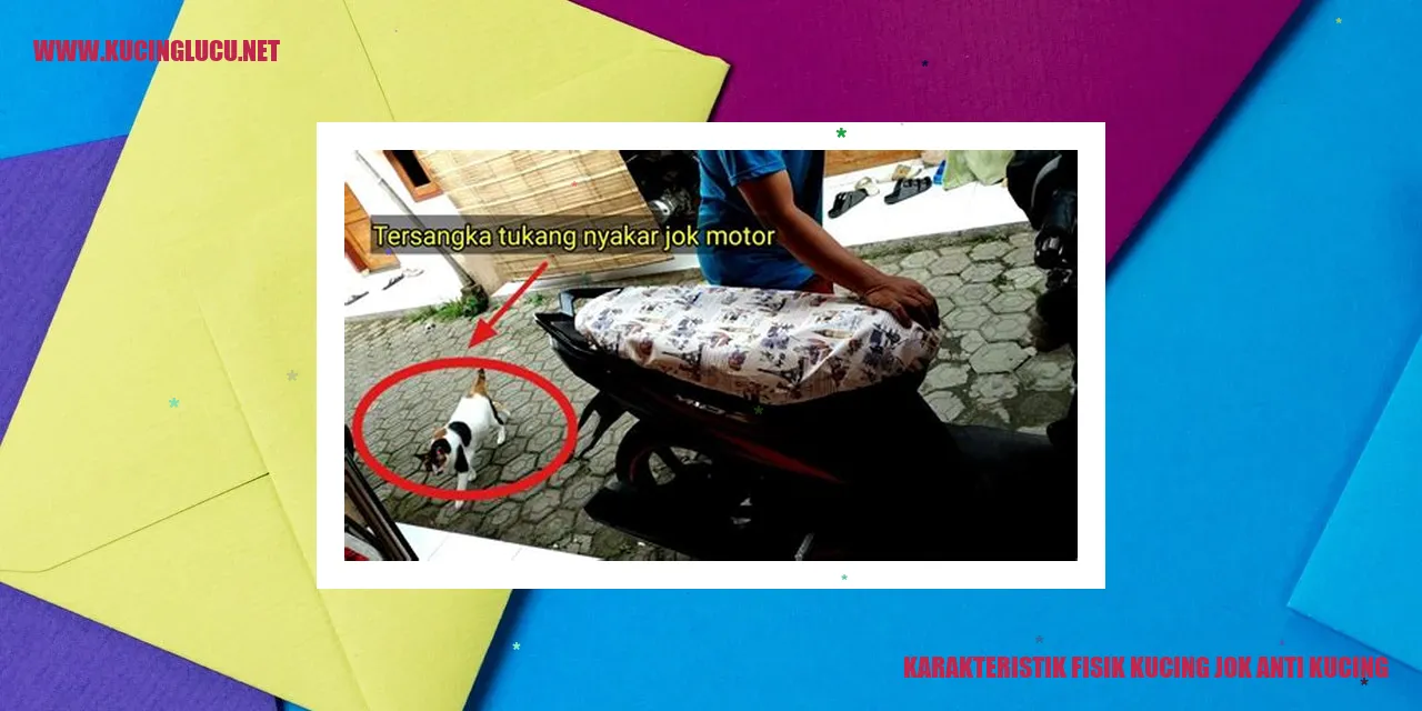 Karakteristik Fisik Kucing Jok Anti Kucing