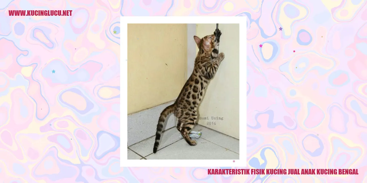 Karakteristik Fisik Kucing jual anak kucing bengal