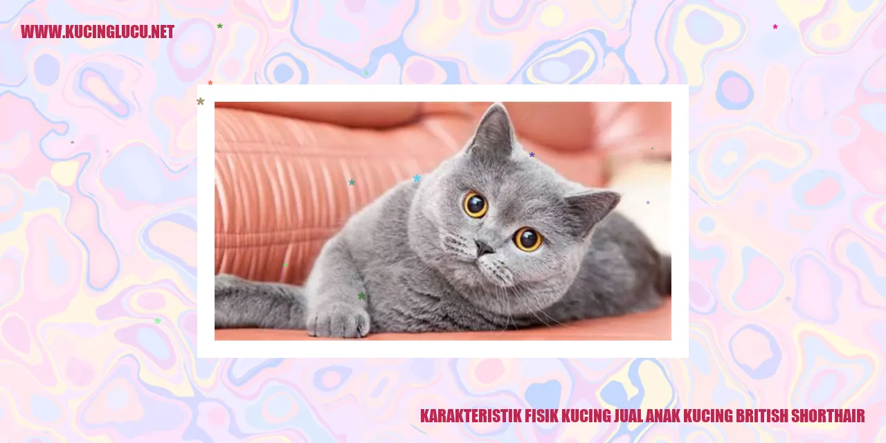Gambar Anak Kucing British Shorthair