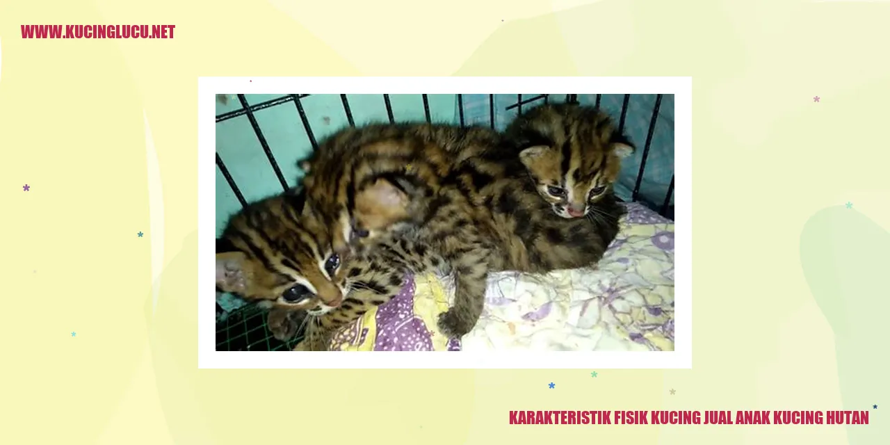 Kucing Hutan