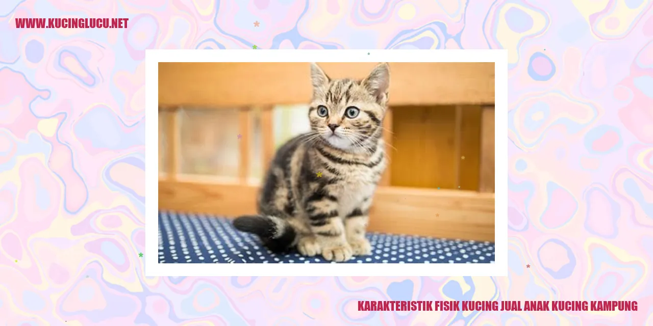 Karakteristik Fisik Kucing jual anak kucing kampung