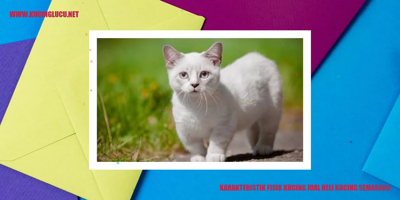 gambar kucing yang menarik
