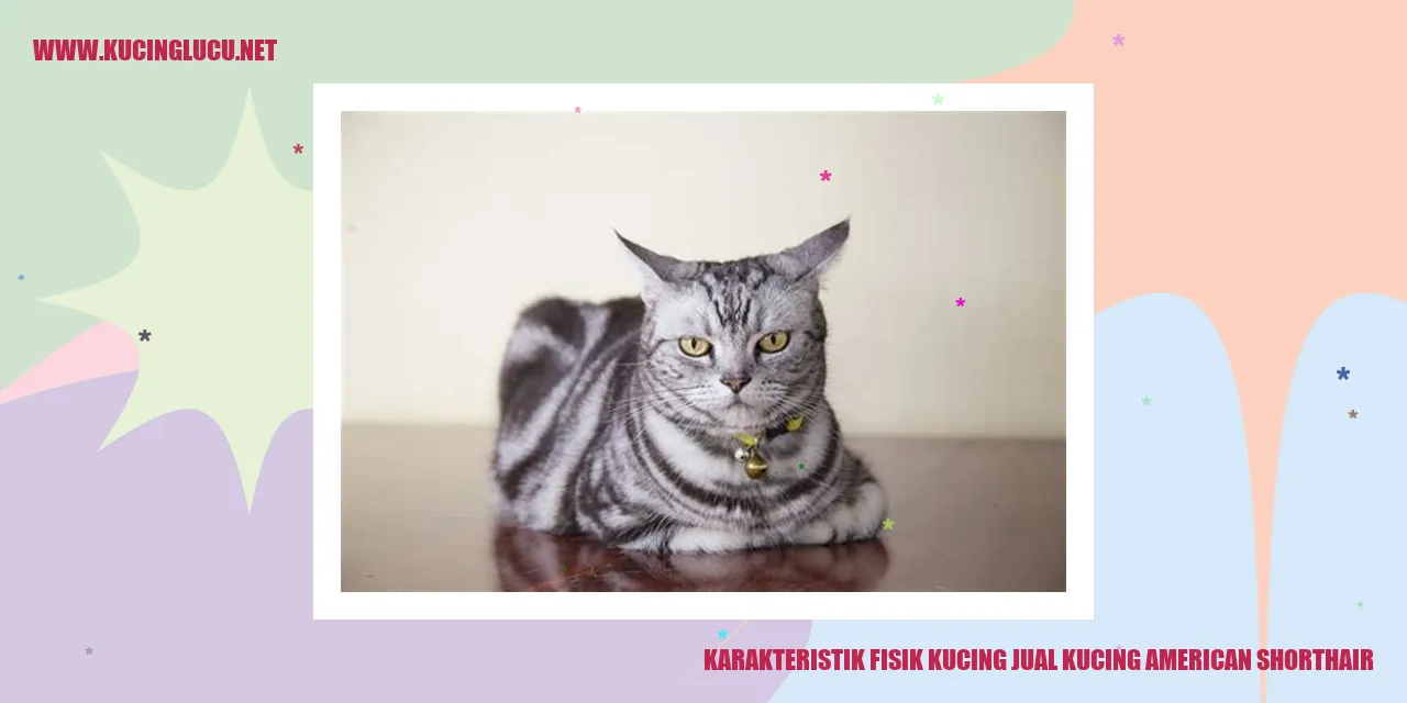 Karakteristik Fisik Kucing American Shorthair