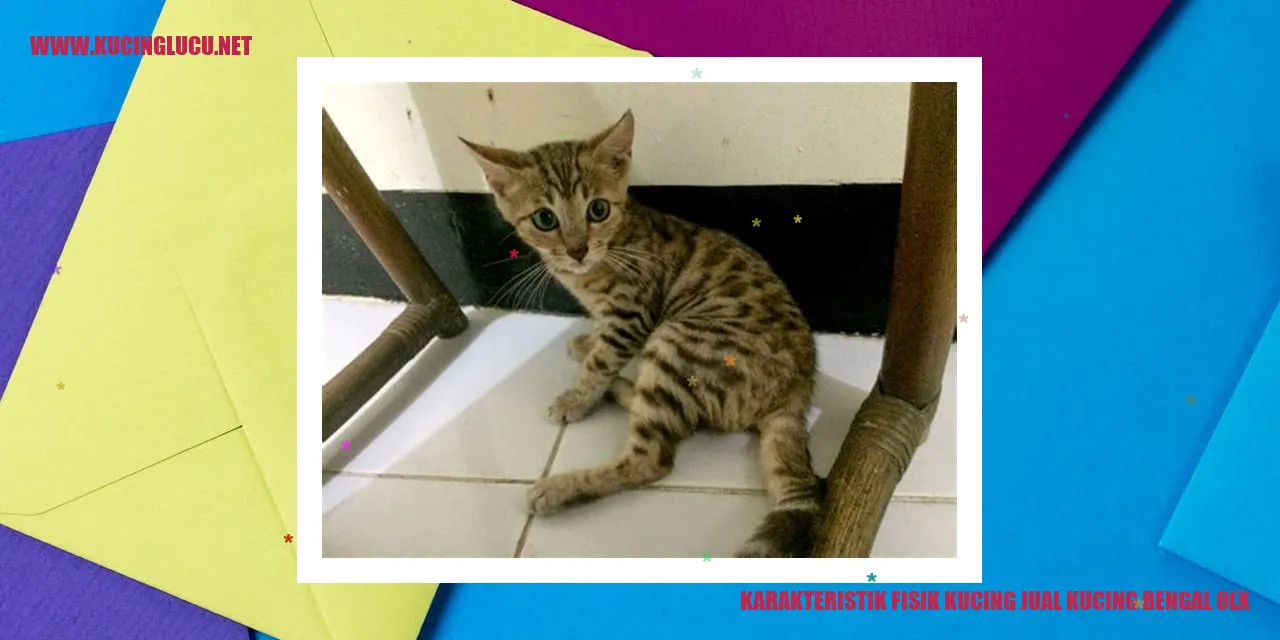 Karakteristik Fisik Kucing jual kucing bengal olx